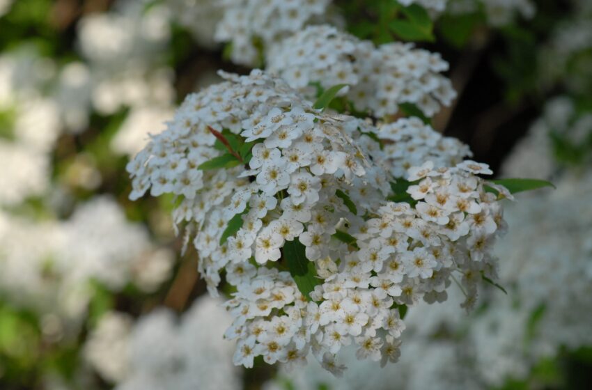 Medicinal Plants: Biodiversity with a Capital “B”