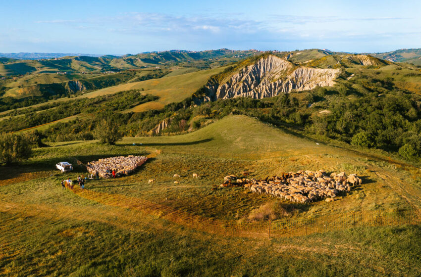  La transumanza, la voce delle greggi e delle mandrie in cammino. Le geometrie dell’animo tra i tratturi abruzzesi