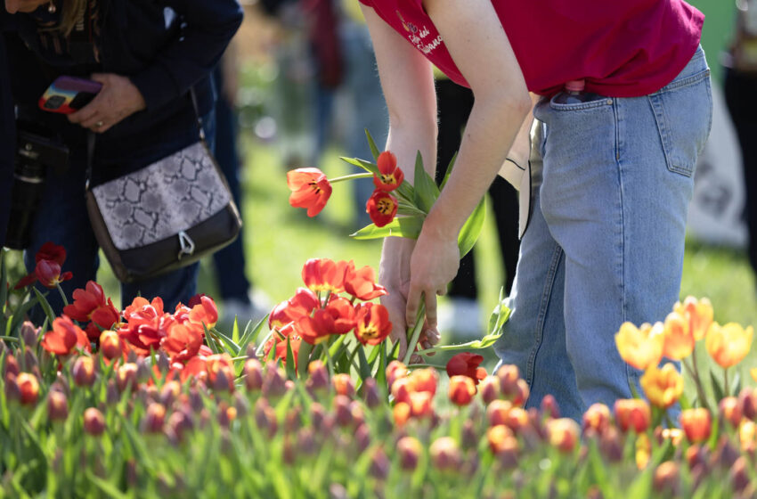 La storica Festa del Tulipano a Castiglione del Lago (PG)