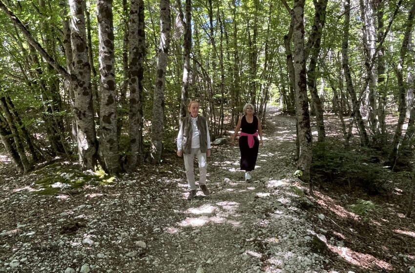 Il Segreto della terapia forestale per il benessere di corpo e anima